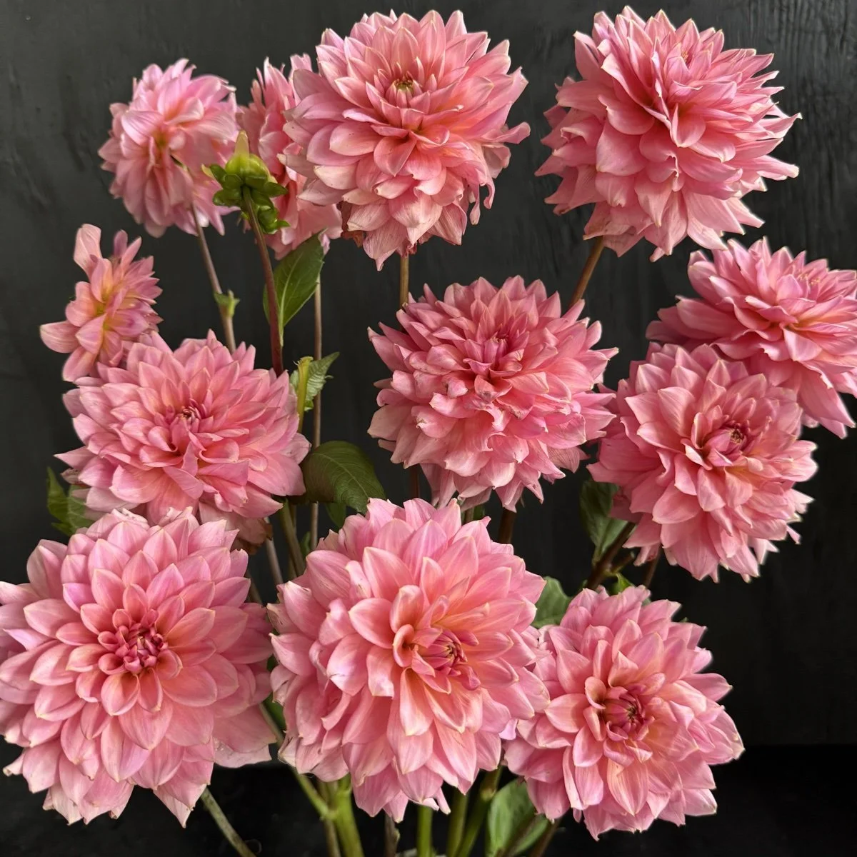 Lee's Lincoln Star Dahlia tuber for sale — GOLDENROD GARDENS
